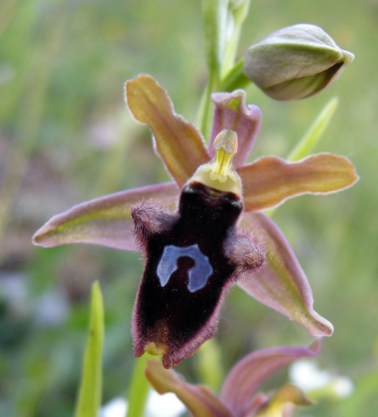 Ophrys delle Mainarde